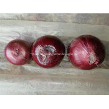 Best Quality Red Onion 2020